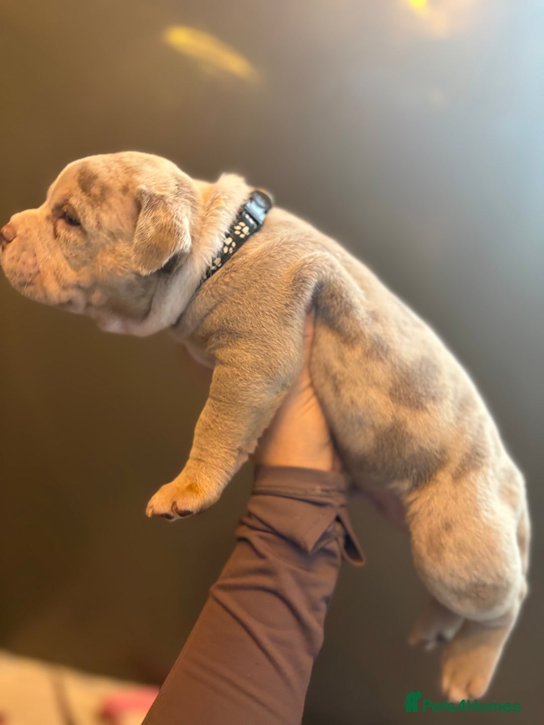 American Bully dogs for sale: ABKC Pocket Bully’s  - Image 5