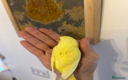 Budgerigars birds for sale: Hand reared budgies - Image 4