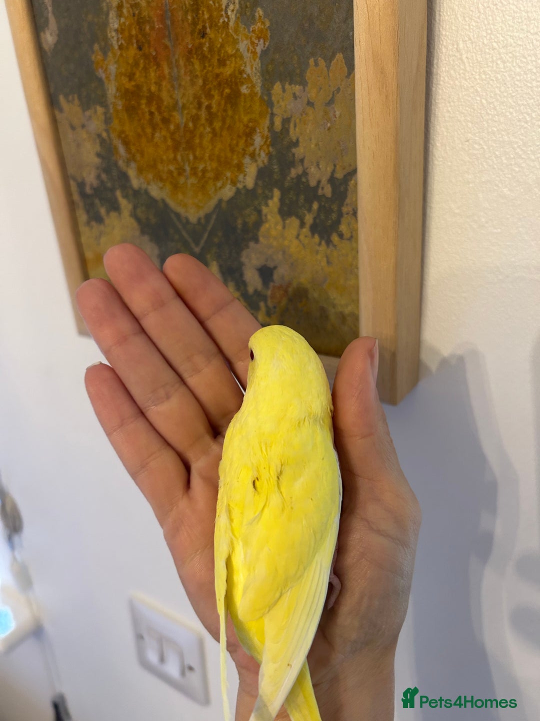 Budgerigars birds for sale: Hand reared budgies - Image 4
