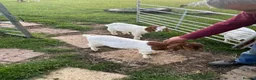 Goats livestock for sale: Boer goat kids - Advert 4