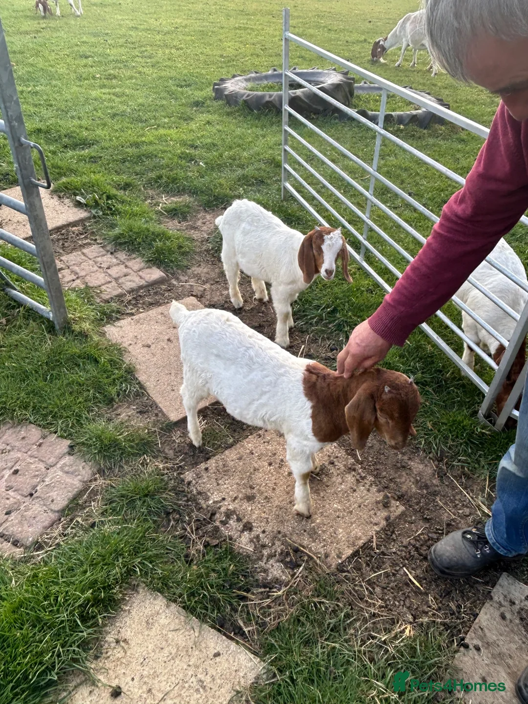 Goats livestock for sale: Boer goat kids - Advert 4