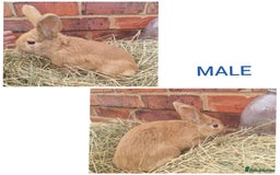 Mixed Breed rabbits for sale: Mini lop cross babies - Advert 3