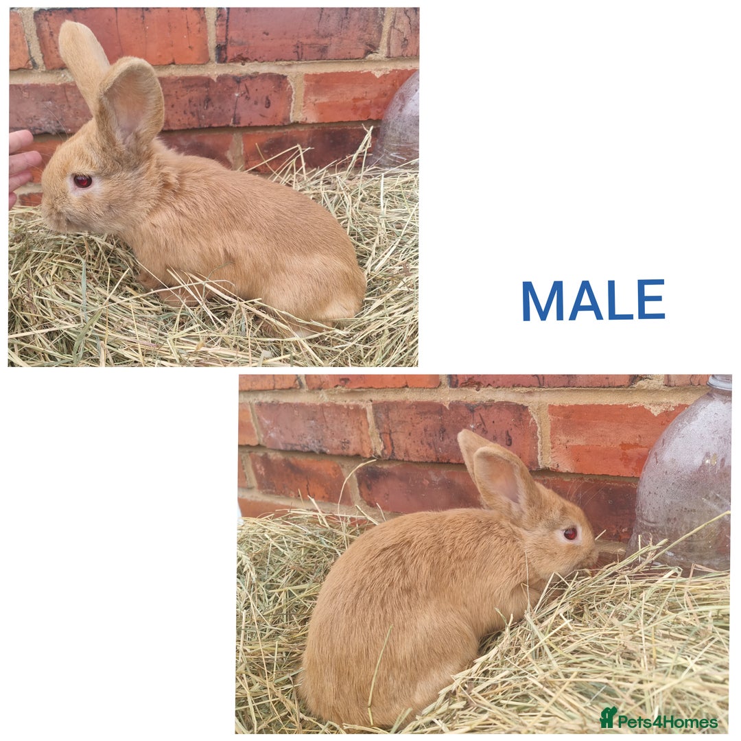 Mixed Breed rabbits for sale: Mini lop cross babies - Advert 3