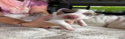 Border Collie dogs for sale: Stuuning border collie puppies for sale  in Ballymena - Advert 13