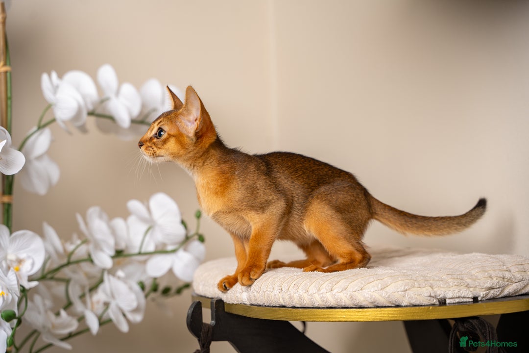 Abyssinian cats for sale: Premium Abyssinian kittens-TICA- Champion Pedigree - Image 24