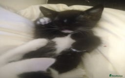 Domestic Shorthair cats for sale: 6 Kittens for sale  in Thornton-Cleveleys - Image 16