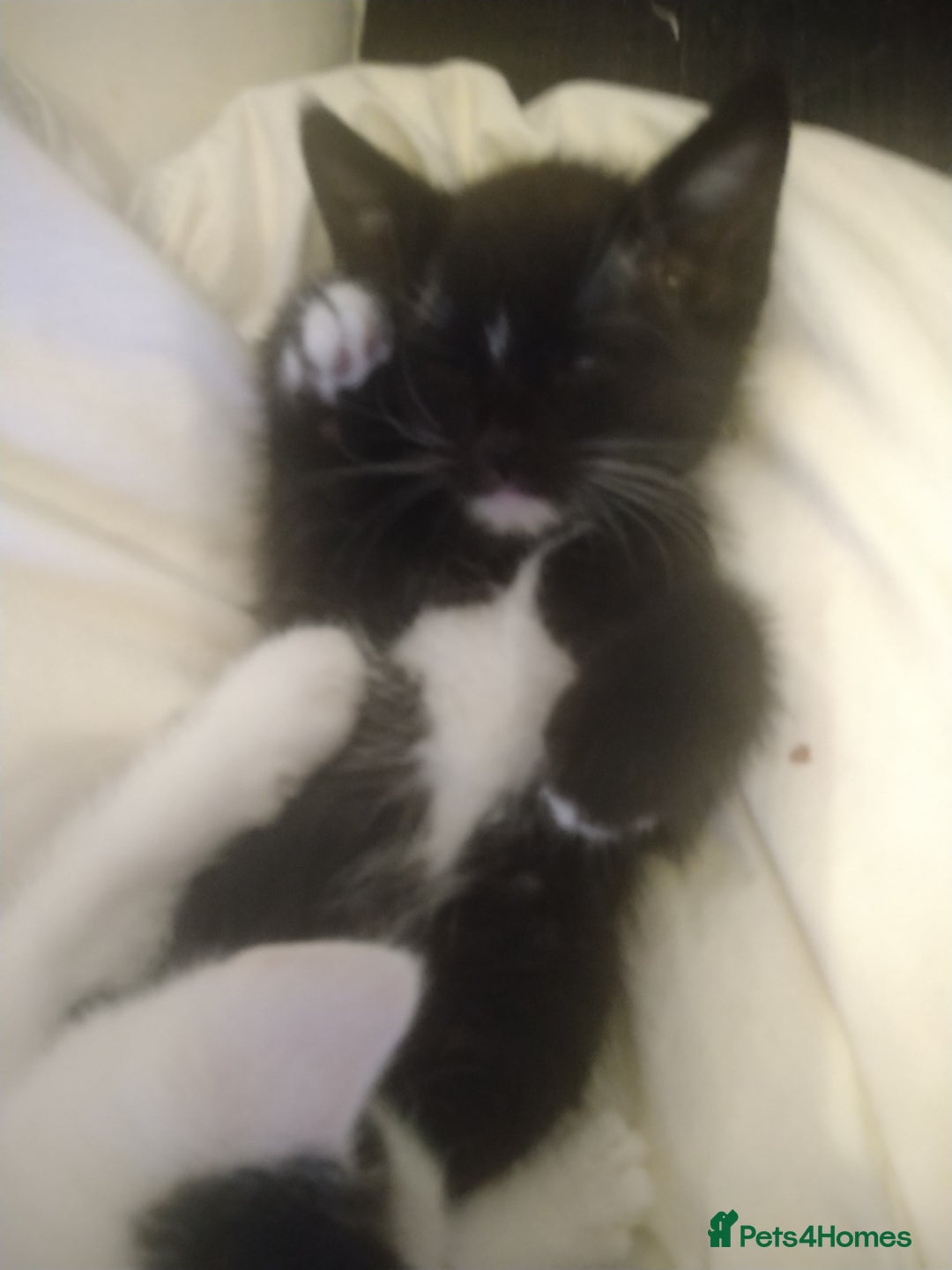Domestic Shorthair cats for sale: 6 Kittens for sale  in Thornton-Cleveleys - Image 16