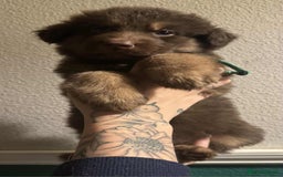 German Shepherd dogs for sale: Beautiful straight back German Shepherds  - Image 21