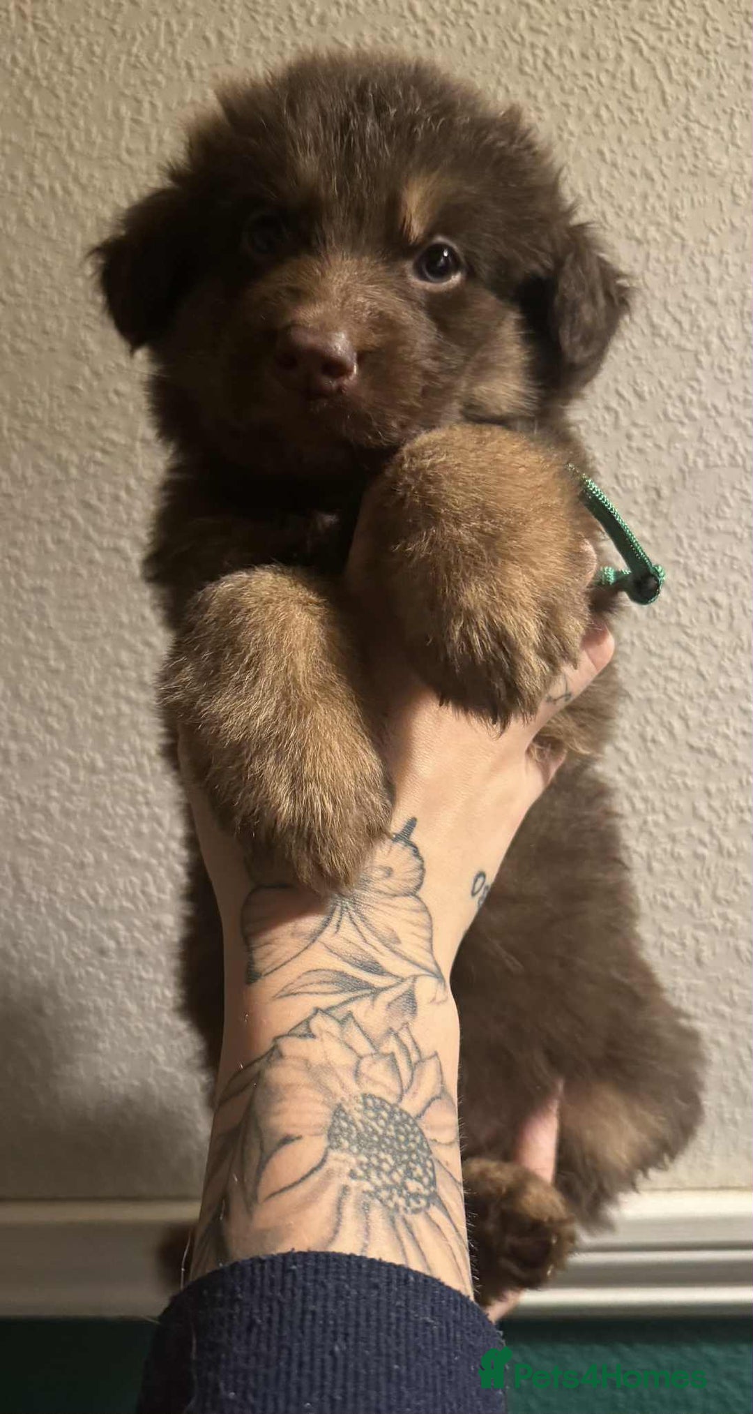 German Shepherd dogs for sale: Beautiful straight back German Shepherds  - Image 21