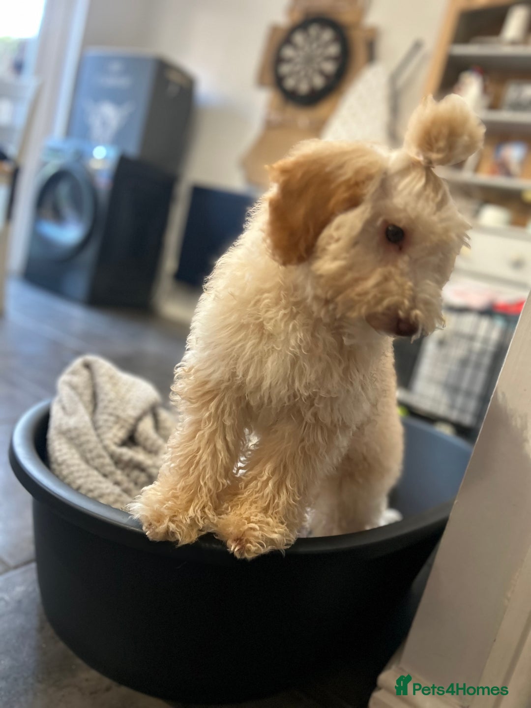 Mixed Breed dogs for sale: Miniature Poodle Female Pup  - Advert 6