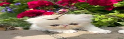 Exotic cats for sale: Exotic male kittens  - Advert 3