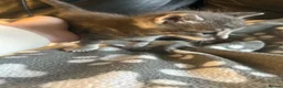 Mixed Breed cats for sale: 5 beautiful kittens ready to go 17th Nov - Advert 9