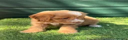 Cockapoo dogs for sale: Gorgeous Toy Cockapoo pups - Advert 7