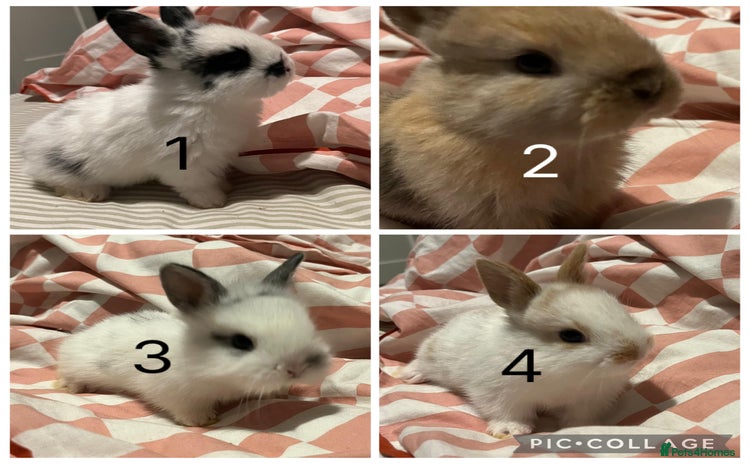 Mixed Breed rabbits - Advert 3