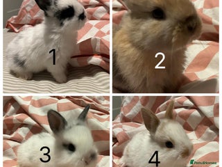 Mixed Breed rabbits - Advert 4