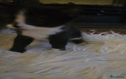 European cats for sale: beautiful kittens - Image 5