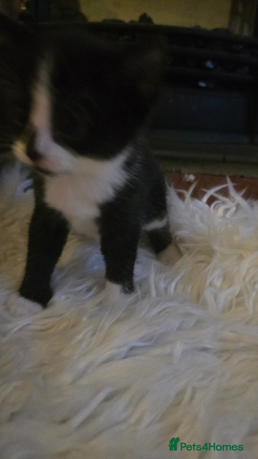 European cats for sale: beautiful kittens - Image 5