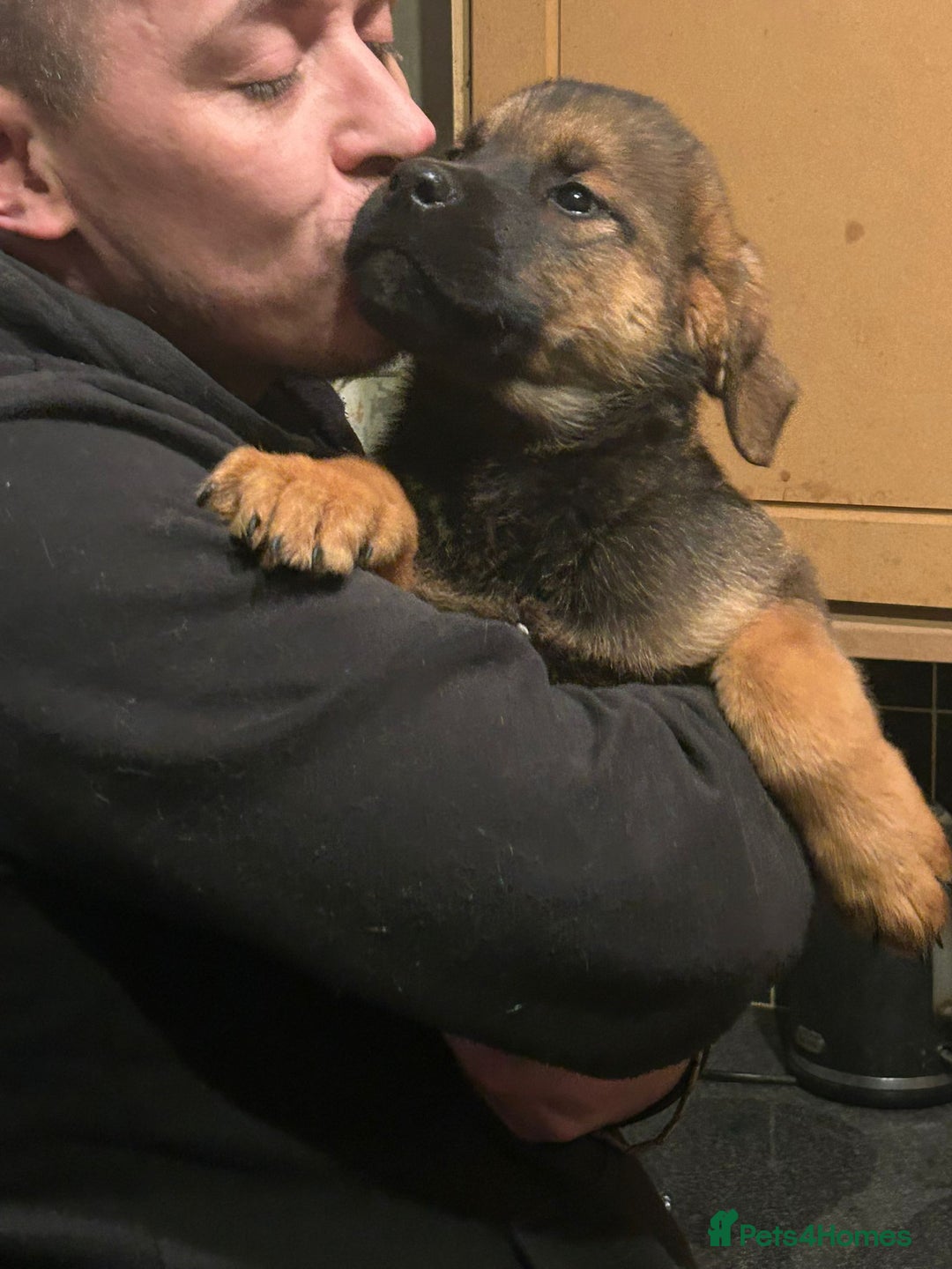 Mixed Breed dogs for sale: Masakiweiler pups - Advert 8