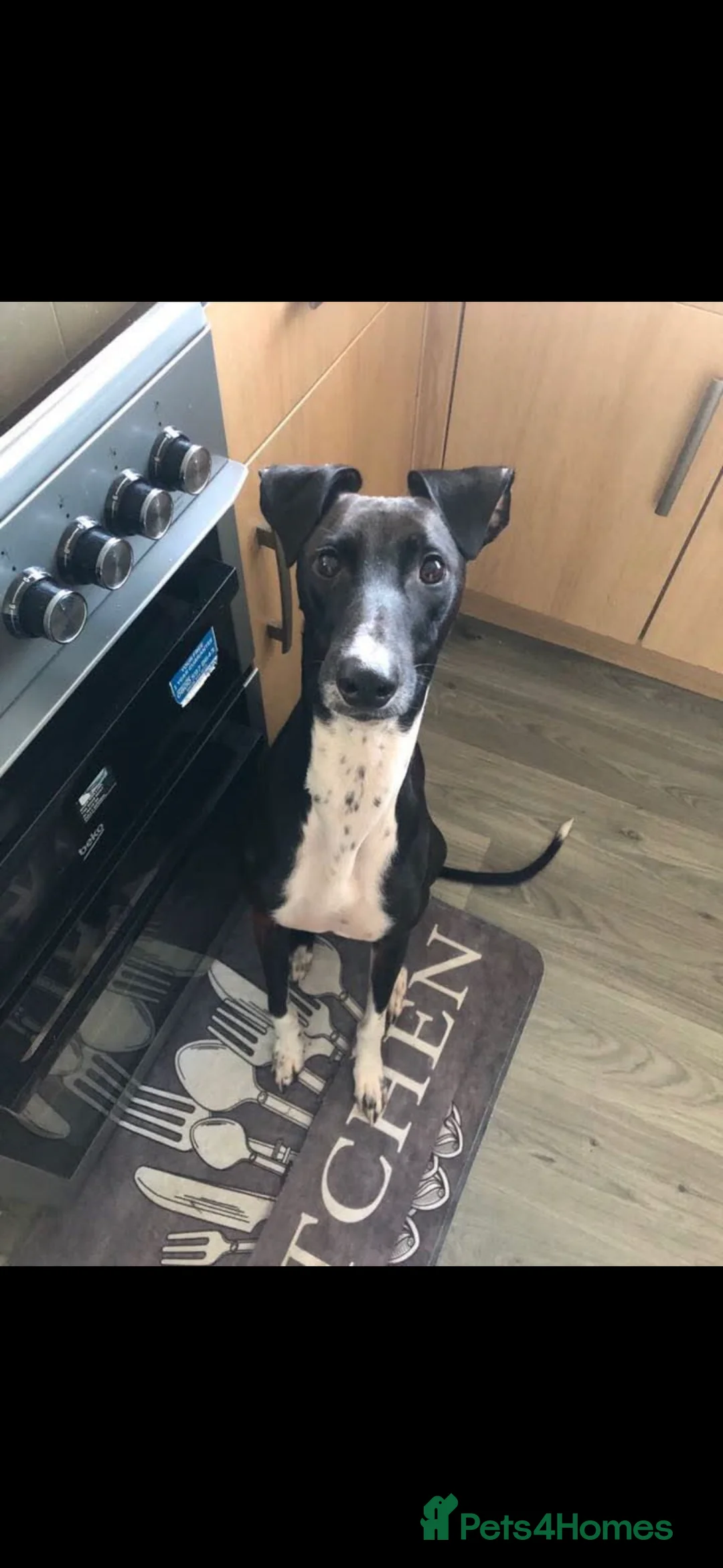 Greyhound dogs for stud: Greyhound stud  - Advert 8