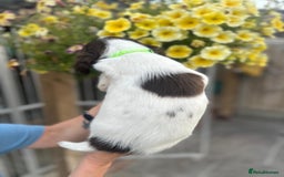 English Springer Spaniel dogs for sale: Beautiful litter of KC reg ESS - Image 21