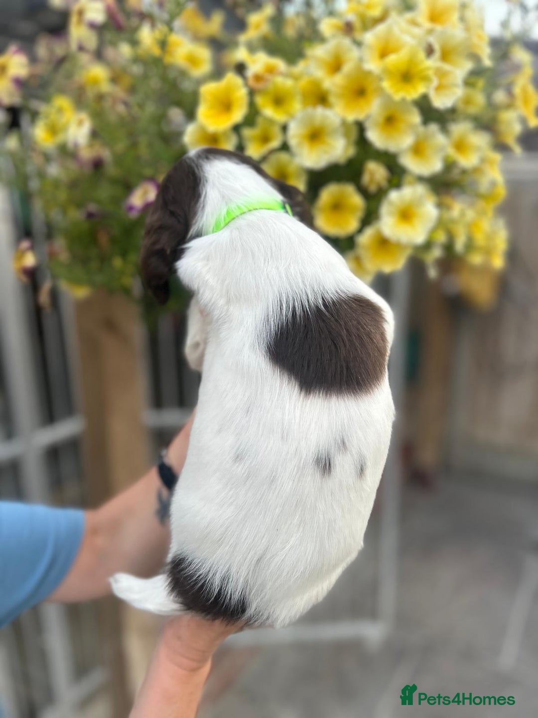 English Springer Spaniel dogs for sale: Beautiful litter of KC reg ESS - Image 21