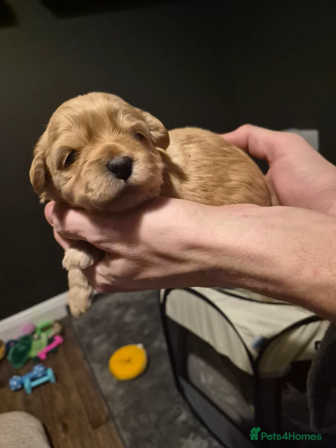 Mixed Breed dogs for sale: 2 females Available  in Rochdale - Advert 6