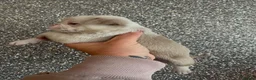 Pug dogs for sale: Unique pug puppies in Swanley - Advert 31