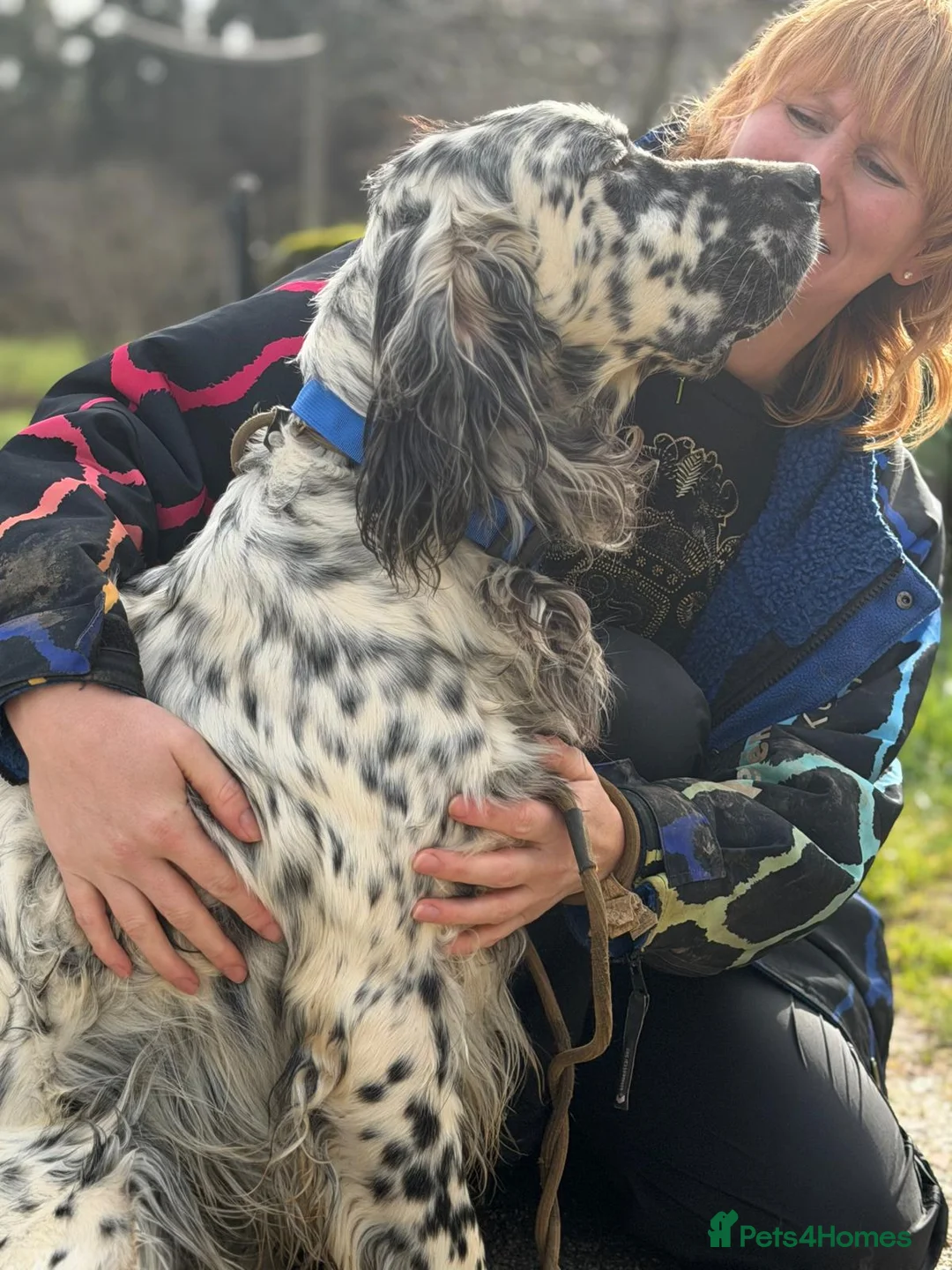 English Setter dogs for adoption: Bruno - Advert 13