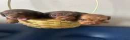 Miniature Dachshund dogs for sale: Long haired miniature dachshund  - Advert 7