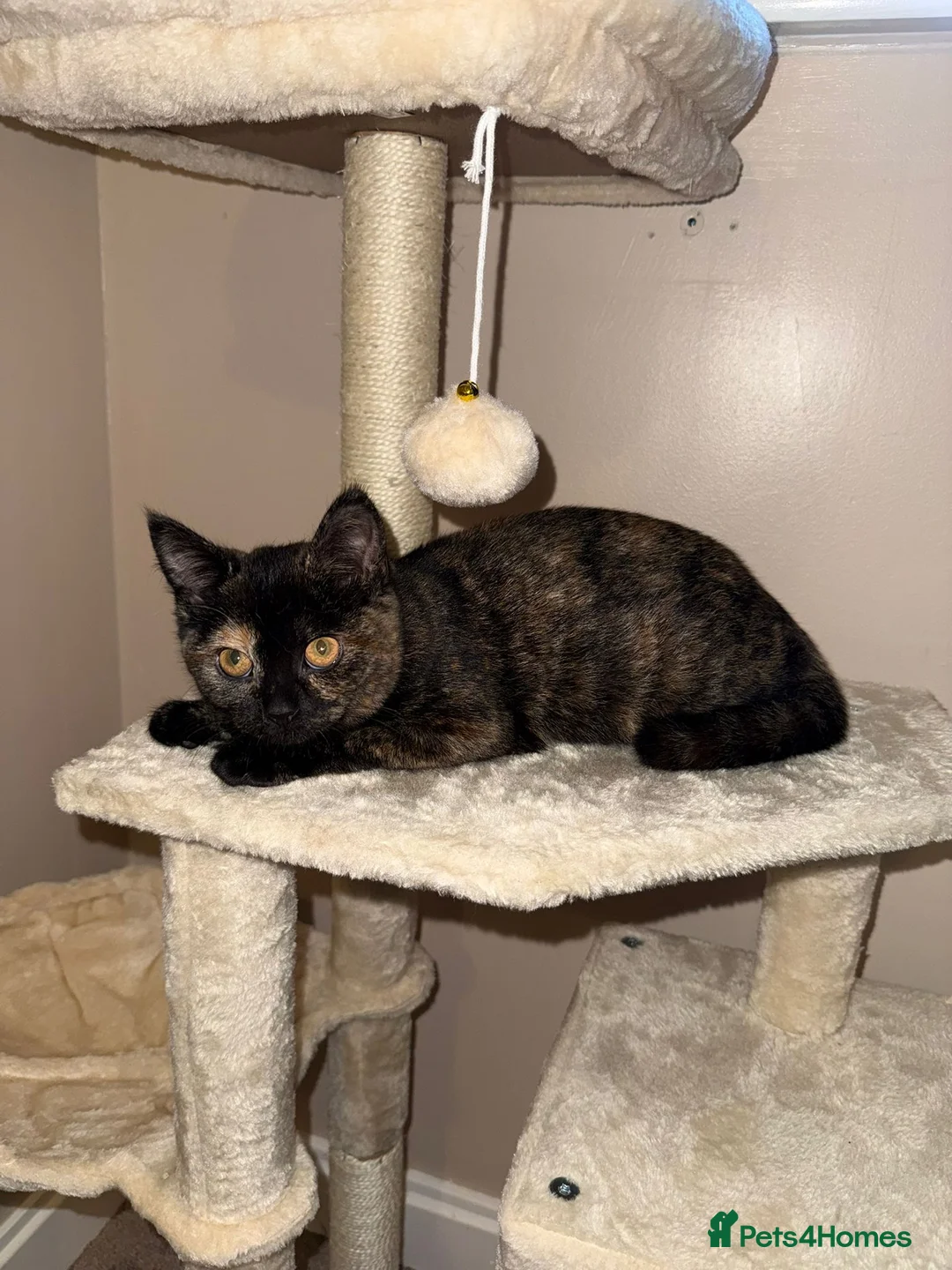 British Shorthair cats for sale: Pebbles BSH female  - Advert 2