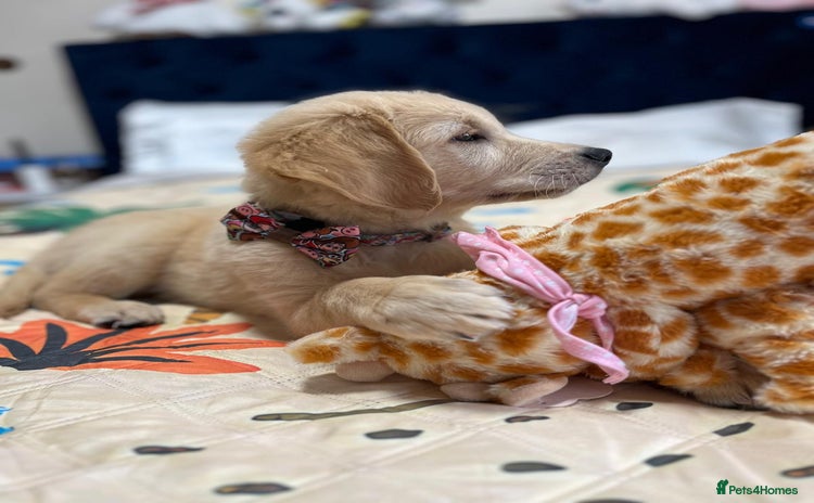 Golden Retriever dogs - Advert 1