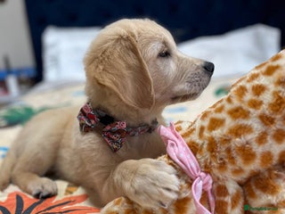 Golden Retriever dogs - Advert 1