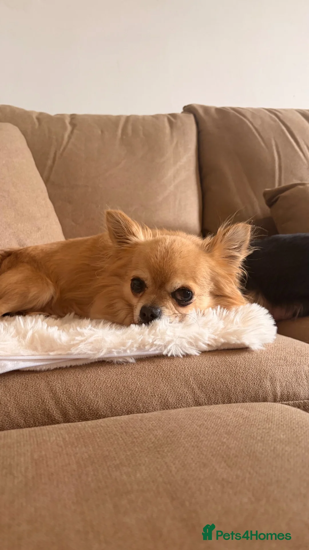 Chihuahua dogs for sale: 🐾 Adorable Chihuahua Puppies for Sale 🐾 - Advert 2