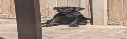 Cane Corso dogs for sale: Black female cane corso puppy  - Advert 9