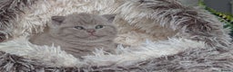 British Shorthair cats for sale: Outstanding lilac British Shorthair boys - Advert 9
