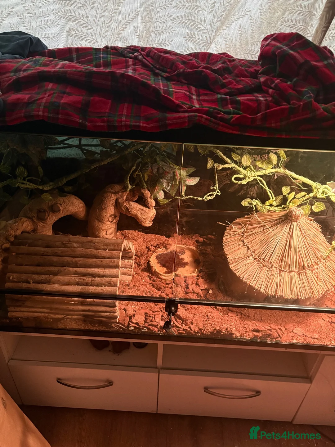 Python Snake reptiles for sale: Ball python and set up  in Runcorn - Advert 2