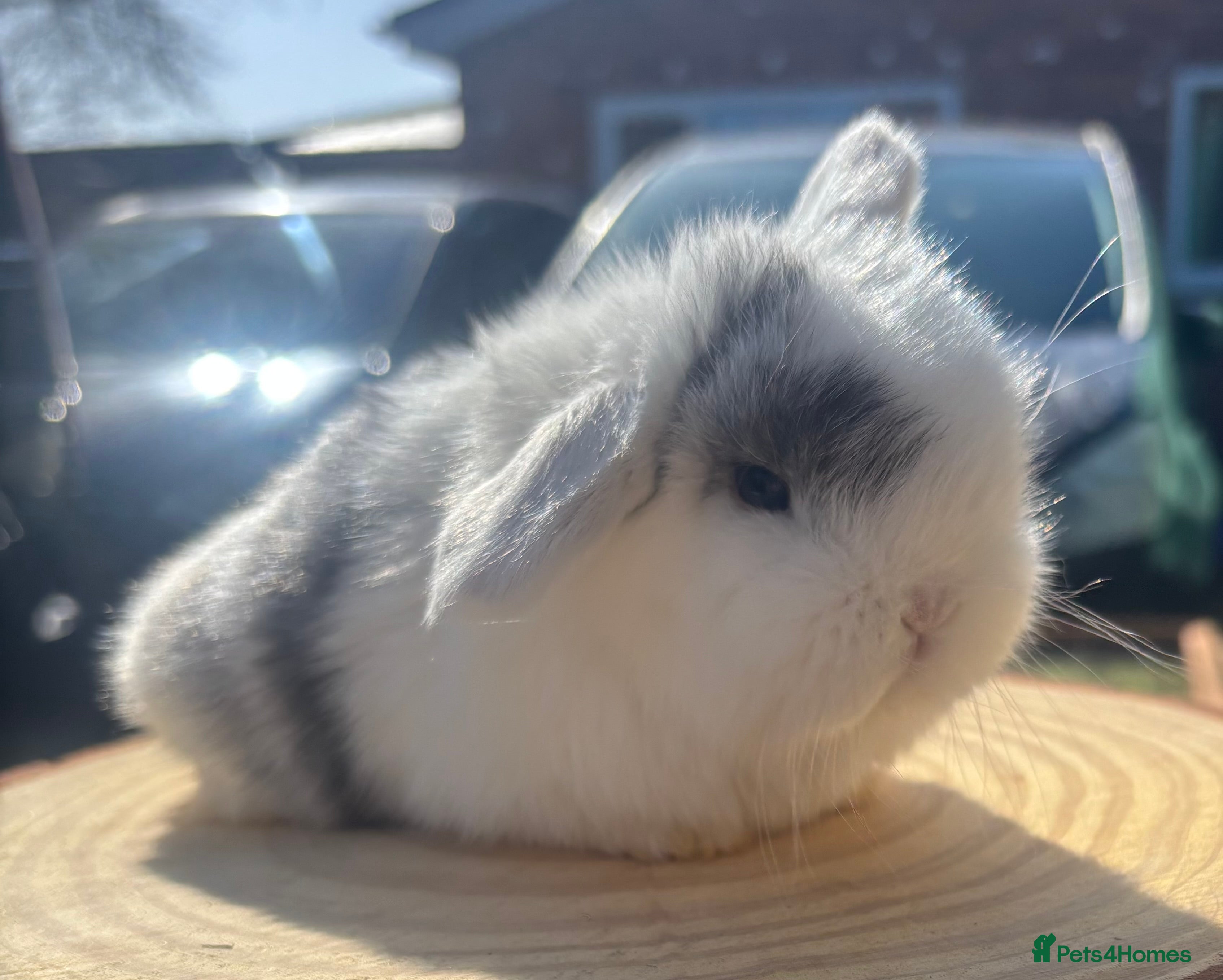 Mini Lop rabbits PURE BRED pedigreed mini lops  - Advert 13