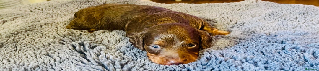 Miniature Dachshund Puppy 2