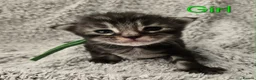 Maine Coon cats for sale: 6 TICA registered Maine Coon kittens. - Advert 12