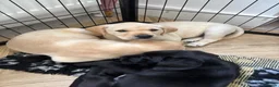 Labrador Retriever dogs for sale: Golden Labrador puppy  in Petworth - Advert 7