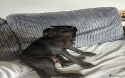 Patterdale Terrier dogs for sale: 19 week old patterdale - Image 1