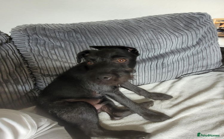 Patterdale Terrier dogs - Advert 2