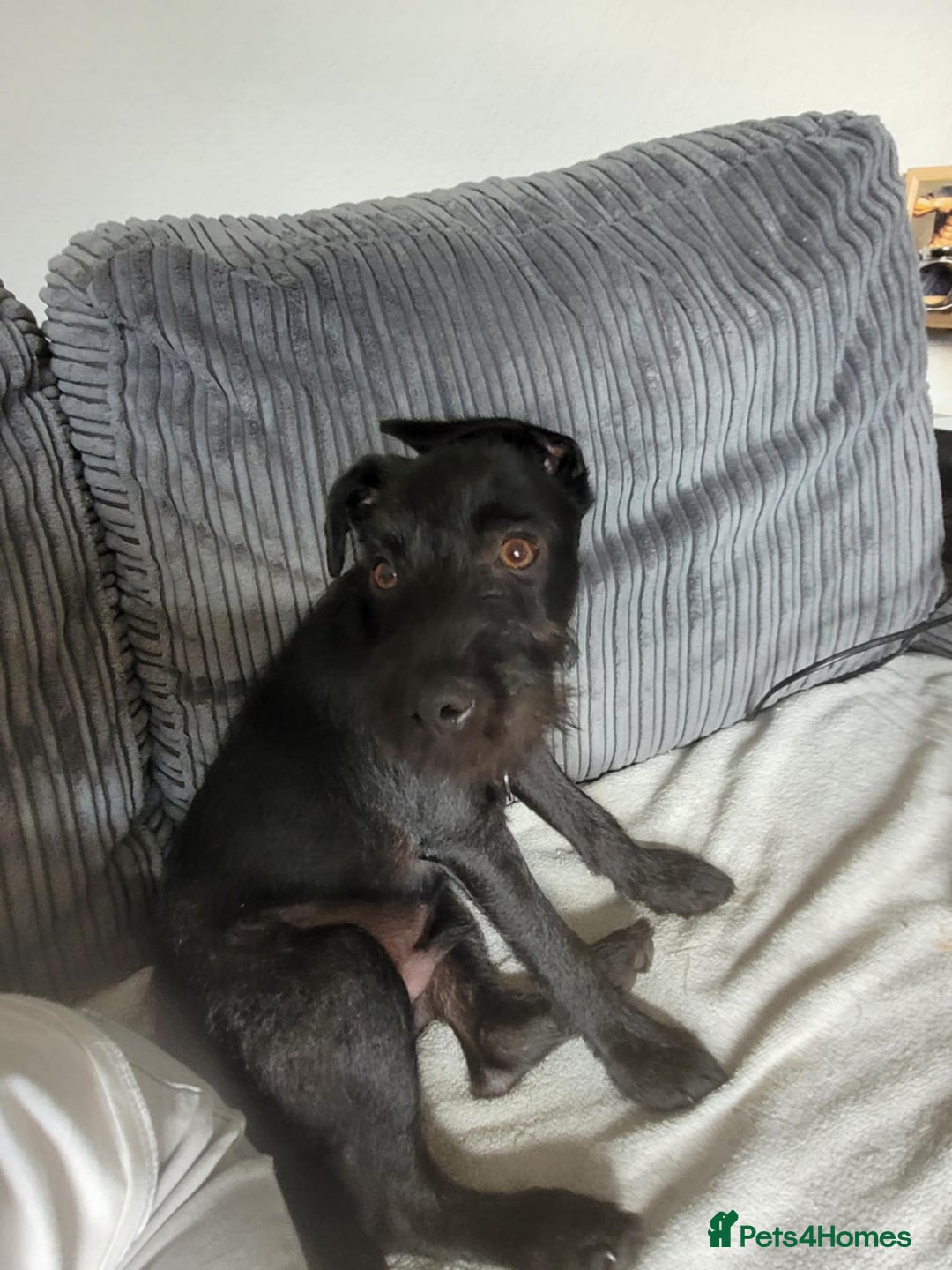 Patterdale Terrier dogs for sale: 19 week old patterdale - Image 1