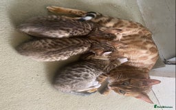 Bengal cats for sale: 3 BengalX kittens  - Image 2
