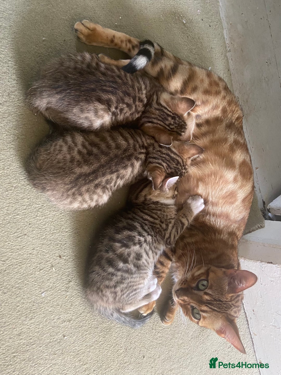 Bengal cats for sale: 3 BengalX kittens  - Image 2