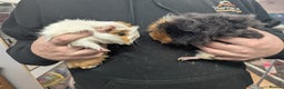 Guinea Pig rodents for sale: F Guinea pigs-price is for both! Abyssinian&Texal - Advert 2