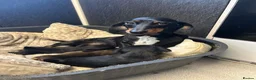 Mixed Breed dogs for sale: Dameranians - Advert 4