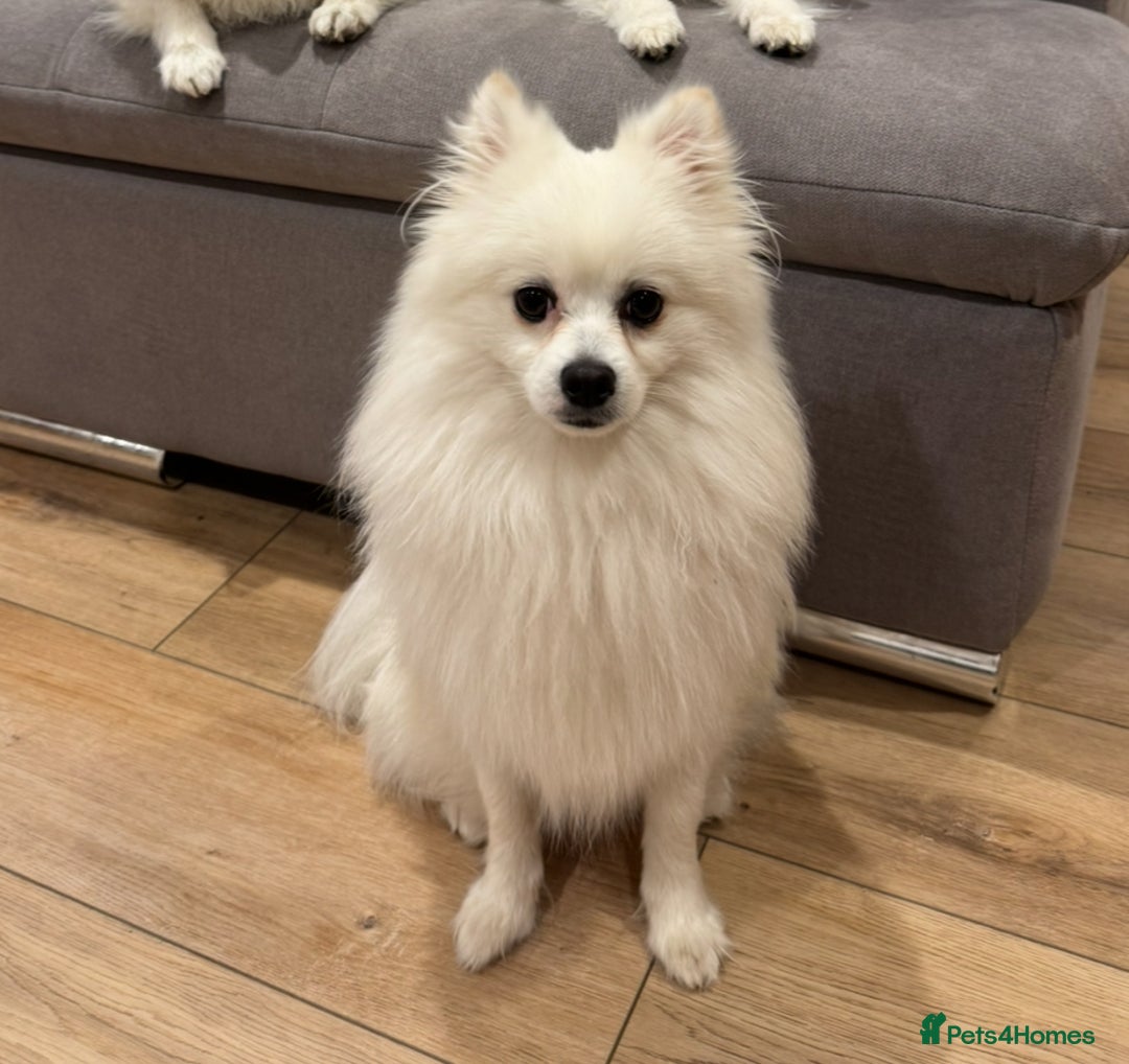 Pomeranian dogs for sale: Loving Pomeranian Looking for His Forever Home - Image 3