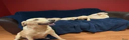 Labrador Retriever dogs for sale: Fetch labrador puppies - Advert 4
