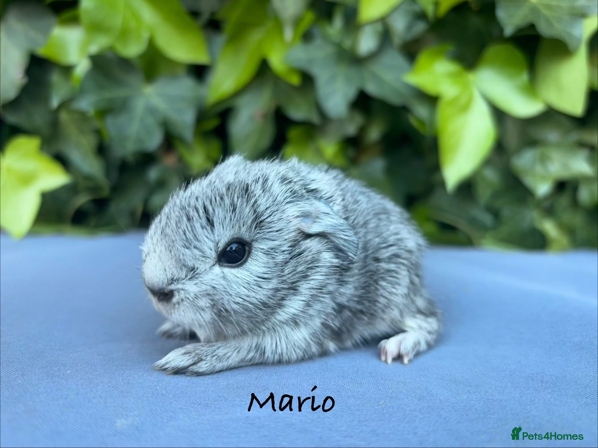 Guinea Pig rodents Gorgeous baby guinea pigs  - Advert 18